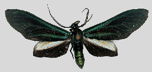  (Antichloris scudderii - MBe0108)  @11 [ ] © (2019) Unspecified Forest Zoology and Entomology (FZE) University of Freiburg