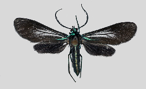  (Uranophora MBPP121 - MBe0112)  @11 [ ] © (2019) Unspecified Forest Zoology and Entomology (FZE) University of Freiburg
