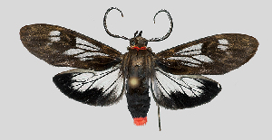  (Hyaleucerea erythrotelus - MBe0113)  @14 [ ] © (2019) Unspecified Forest Zoology and Entomology (FZE) University of Freiburg