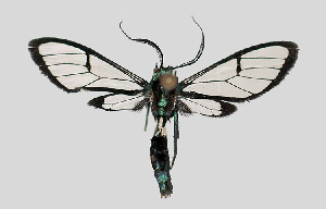  (Syntrichura virens - MBe0118)  @11 [ ] © (2019) Unspecified Forest Zoology and Entomology (FZE) University of Freiburg