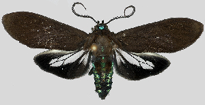  (Aclytia braevea - MBe0122)  @11 [ ] © (2019) Unspecified Forest Zoology and Entomology (FZE) University of Freiburg