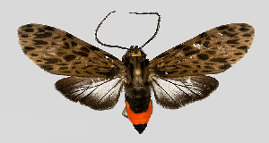  (Eucereon MBPP3307 - MBe0182)  @11 [ ] © (2019) Unspecified Forest Zoology and Entomology (FZE) University of Freiburg