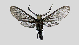  (Pseudomya nr. tipulina - MBe0185)  @11 [ ] © (2019) Unspecified Forest Zoology and Entomology (FZE) University of Freiburg