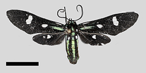  ( - MBe0245)  @11 [ ] © (2019) Unspecified Forest Zoology and Entomology (FZE) University of Freiburg