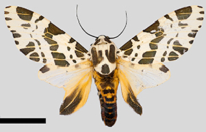  (Hypercompe steinbachi - MBe0253)  @15 [ ] © (2019) Unspecified Forest Zoology and Entomology (FZE) University of Freiburg