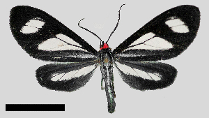  (Agyrta nr. garleppi - MBe0353)  @11 [ ] © (2020) Unspecified Forest Zoology and Entomology (FZE) University of Freiburg