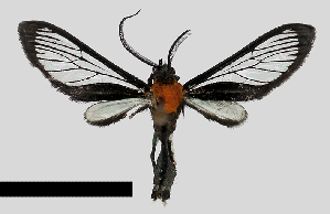  (Methysia notabilis - MBe0347)  @11 [ ] © (2020) Unspecified Forest Zoology and Entomology (FZE) University of Freiburg