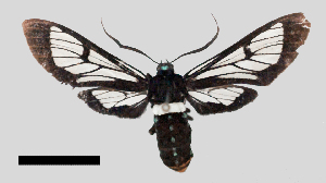  (Autochloris whitelyi - MBe0356)  @11 [ ] © (2020) Unspecified Forest Zoology and Entomology (FZE) University of Freiburg
