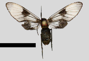  (Pseudohyaleucerea nigrozonum - MBe0325)  @11 [ ] © (2020) Unspecified Forest Zoology and Entomology (FZE) University of Freiburg