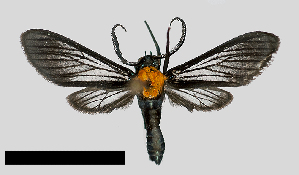  (Saurita temenus - MBe0365)  @11 [ ] © (2020) Unspecified Forest Zoology and Entomology (FZE) University of Freiburg