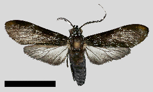  (Eucereon cf. obscurum - MBe0320)  @11 [ ] © (2020) Unspecified Forest Zoology and Entomology (FZE) University of Freiburg