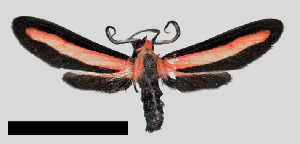  ( - MBe0311)  @11 [ ] © (2020) Unspecified Forest Zoology and Entomology (FZE) University of Freiburg