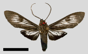  (Delphyre discalis - MBe0371)  @11 [ ] © (2020) Unspecified Forest Zoology and Entomology (FZE) University of Freiburg