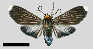  (Episcepsis klagesi - MBe0338)  @11 [ ] © (2020) Unspecified Forest Zoology and Entomology (FZE) University of Freiburg