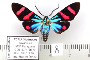  (Belemniastis eucyane - MBe0431)  @11 [ ] © (2021) Unspecified Forest Zoology and Entomology (FZE) University of Freiburg