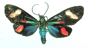  (Uranophora maranhaonis - MBe0465)  @11 [ ] © (2021) Unspecified Forest Zoology and Entomology (FZE) University of Freiburg