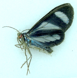  (Agyrta garleppi - MBe0483)  @11 [ ] © (2021) Unspecified Forest Zoology and Entomology (FZE) University of Freiburg