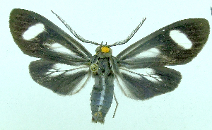  (Uranophora flaviceps - MBe0488)  @11 [ ] © (2021) Unspecified Forest Zoology and Entomology (FZE) University of Freiburg