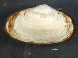  ( - BIOUG14667-A07)  @13 [ ] CreativeCommons - Attribution (2014) CBG Photography Group Centre for Biodiversity Genomics