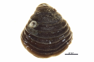  ( - BIOUG14667-F03)  @12 [ ] CreativeCommons - Attribution (2014) CBG Photography Group Centre for Biodiversity Genomics