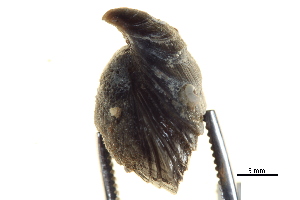  ( - BIOUG14667-F03)  @12 [ ] CreativeCommons - Attribution (2014) CBG Photography Group Centre for Biodiversity Genomics