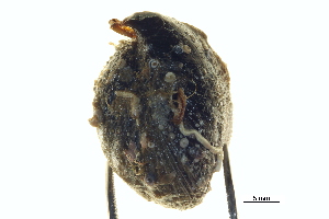  ( - BIOUG14667-F04)  @12 [ ] CreativeCommons - Attribution (2014) CBG Photography Group Centre for Biodiversity Genomics