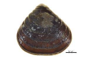  ( - BIOUG14667-F05)  @13 [ ] CreativeCommons - Attribution (2014) CBG Photography Group Centre for Biodiversity Genomics