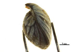  ( - BIOUG14667-F05)  @12 [ ] CreativeCommons - Attribution (2014) CBG Photography Group Centre for Biodiversity Genomics