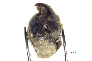  ( - BIOUG14667-F06)  @12 [ ] CreativeCommons - Attribution (2014) CBG Photography Group Centre for Biodiversity Genomics