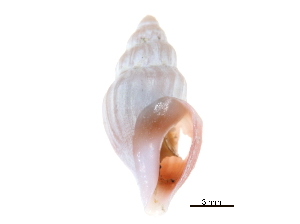 ( - BIOUG14668-A03)  @11 [ ] CreativeCommons - Attribution (2014) CBG Photography Group Centre for Biodiversity Genomics