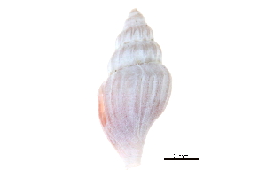  ( - BIOUG14668-A03)  @11 [ ] CreativeCommons - Attribution (2014) CBG Photography Group Centre for Biodiversity Genomics