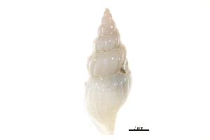  ( - BIOUG14668-A04)  @11 [ ] CreativeCommons - Attribution (2014) CBG Photography Group Centre for Biodiversity Genomics