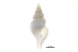  ( - BIOUG14668-A05)  @11 [ ] CreativeCommons - Attribution (2014) CBG Photography Group Centre for Biodiversity Genomics