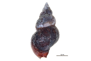  ( - BIOUG14668-B01)  @11 [ ] CreativeCommons - Attribution (2014) CBG Photography Group Centre for Biodiversity Genomics