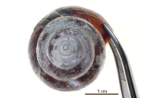  ( - BIOUG14668-B01)  @11 [ ] CreativeCommons - Attribution (2014) CBG Photography Group Centre for Biodiversity Genomics