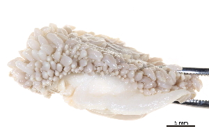  ( - BIOUG14668-B04)  @14 [ ] CreativeCommons - Attribution (2014) CBG Photography Group Centre for Biodiversity Genomics