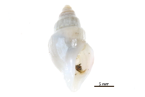  ( - BIOUG14668-D08)  @11 [ ] CreativeCommons - Attribution (2014) CBG Photography Group Centre for Biodiversity Genomics