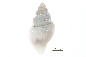  ( - BIOUG14668-D08)  @11 [ ] CreativeCommons - Attribution (2014) CBG Photography Group Centre for Biodiversity Genomics