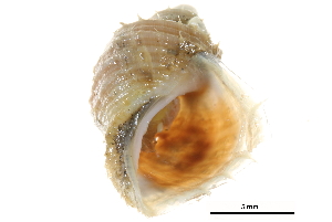  ( - BIOUG14670-C04)  @11 [ ] CreativeCommons - Attribution (2014) CBG Photography Group Centre for Biodiversity Genomics