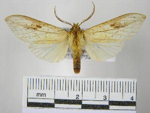  (Leucanopsis pterostomoides - BEVI0148)  @14 [ ] Copyright (2010) Benoit Vincent Research Collection of Benoit Vincent