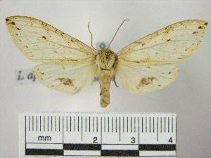  (Leucanopsis apicepunctata - BEVI0161)  @14 [ ] Copyright (2010) Benoit Vincent Research Collection of Benoit Vincent