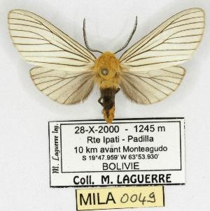  (Pseudischnocampa nigridorsata - MILA 0049)  @14 [ ] Copyright (2010) Michel Laguerre Research Collection of Michel Laguerre