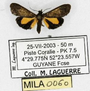  (Virbia epione - MILA 0060)  @13 [ ] Copyright (2010) Michel Laguerre Research Collection of Michel Laguerre