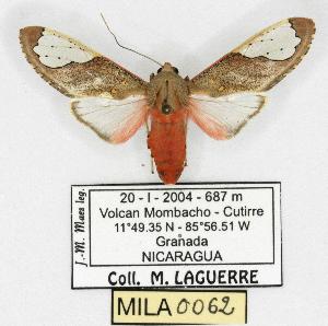  (Bertholdia crocea - MILA 0062)  @13 [ ] Copyright (2010) Michel Laguerre Research Collection of Michel Laguerre