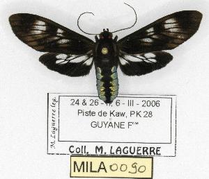  (Delphyre suffusa - MILA 0090)  @14 [ ] Copyright (2010) Michel Laguerre Research Collection of Michel Laguerre