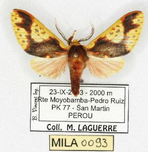  (Symphlebia fulminans - MILA 0093)  @15 [ ] Copyright (2010) Michel Laguerre Research Collection of Michel Laguerre
