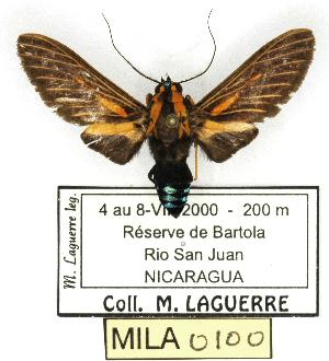  (Ormetica guapisa - MILA 0100)  @14 [ ] Copyright (2010) Michel Laguerre Research Collection of Michel Laguerre