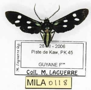  (Calonotos aequimaculatus - MILA 0118)  @14 [ ] Copyright (2010) Michel Laguerre Research Collection of Michel Laguerre