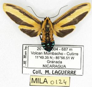  (Ormetica sp. 1 - MILA 0124)  @14 [ ] Copyright (2010) Michel Laguerre Research Collection of Michel Laguerre