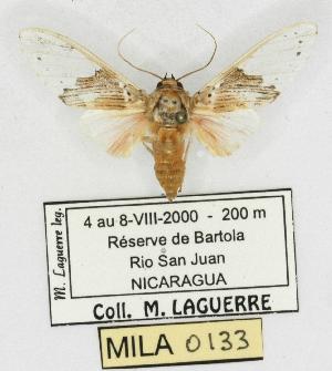  (Idalus septentrionalis - MILA 0133)  @13 [ ] Copyright (2010) Michel Laguerre Research Collection of Michel Laguerre